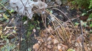 Как я укрываю ГОРТЕНЗИЮ ШЕРШАВУЮ МАКРОФИЛЛУ.Татарстан