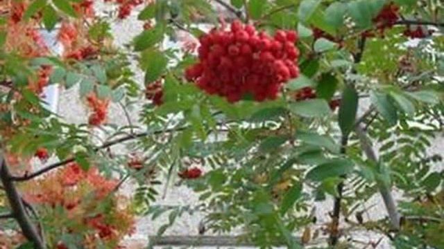 Красною кистью рябина зажглась... смотреть онлайн