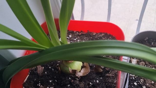 карантин по мозаичному вирусу. новые листья и цветоносы смотреть онлайн