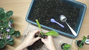 #стрептокарпус /Детки стрептокарпуса/ пересадка /уход