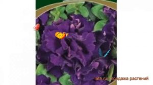 Петуния махровая Дабл каскад блю ? обзор: как сажать, семена петунии Дабл каскад блю
