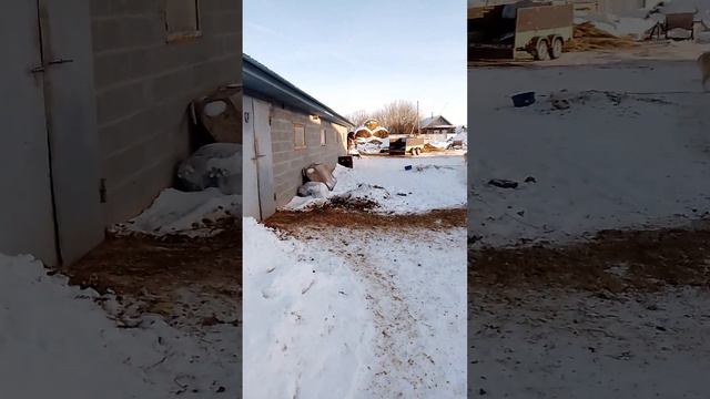 БИЗНЕС В ДЕРЕВНЕ, сельский бизнес, много молока смотреть онлайн