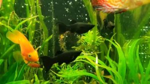 Кормление мальков малинезии