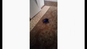 Меня укусил тарантул