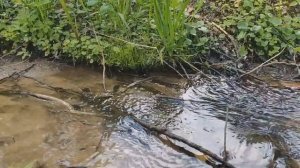 Природный ручей. Часть 1 | Как использовать ручей в строительстве пруда?