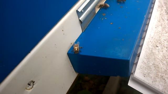 Видео вопрос к бывалым пчеловодам смотреть онлайн