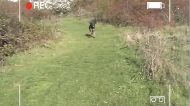 Birthday Walkies (Panasonic NV-GS11 Footage) смотреть онлайн