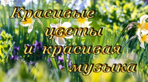 КРАСИВЫЕ ЦВЕТЫ | КРАСИВАЯ МУЗЫКА