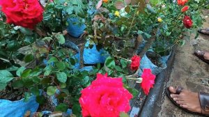 GALIFF STREET FLOWER PLANT PRICE | ROSE PETUNIA DIANTHUS | TALA PLANT HAAT | Best Flowers Forever