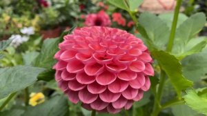 ГЕОРГИНЫ HAPET COPPERY/ Dahlia Hapet Coppery   в моем саду.