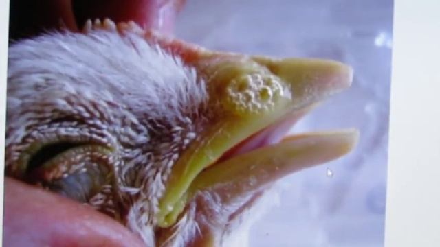 Что делать если бройлер Чихает, Кашляет,Поносит,и.т.д... смотреть онлайн