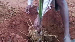 How to transplant Royal Palm | How to shift bottle Palm | Roystonea Regia Plant