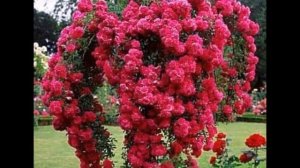 ЭТИ РОЗЫ ВАС ПРОСТО ЗАЧАРУЮТ СВОЕЙ КРАСОТОЙ!! 10 ПОПУЛЯРНЫХ РОЗ ДЛЯ ФОРМИРОВАНИЯ НА ШТАМБЕ