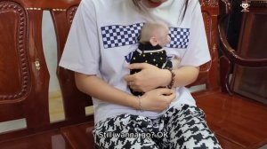 Baby Monkey SUGAR Funny Screams and Finds Evidence to Avoid Mom’s Punishment