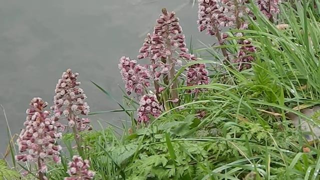 Petasites hybridus смотреть онлайн