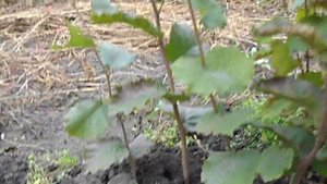 Фундук.Саженцы фундукаДолинский,Футкурами.