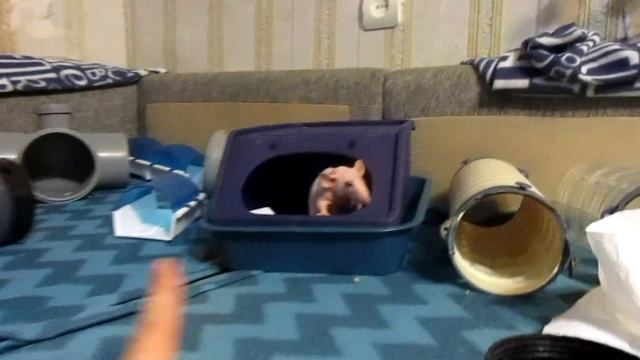 Крысы - раздолбайки. Девилы и стая Зюзюки. (Fancy Rats | Декоративные Крысы) смотреть онлайн