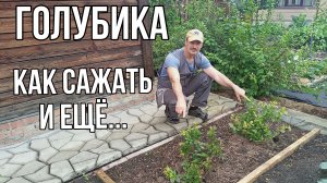 Голубика как сажать