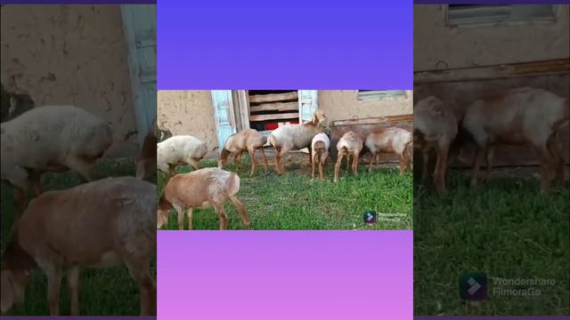 Ярки | Хозяйство Нурлана Асанбаева Иссык-куль.обл whatsapp 📲+82 10-8407-4326 | арашанские овцы