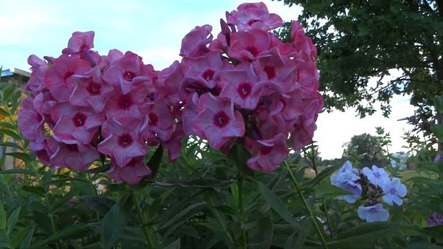 Флокс метельчатый УРАЛЬСКИЕ СКАЗЫ – автор Гаганов П.Г., выведен в 1953 смотреть онлайн