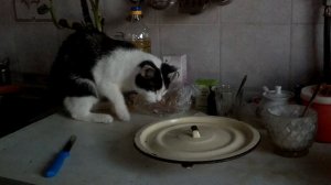 ХИТРЫЙ КОТ!!!