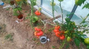 Томат Чемпион веса .