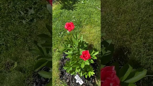 Пион Лорелей (Paeonia Lorelei)