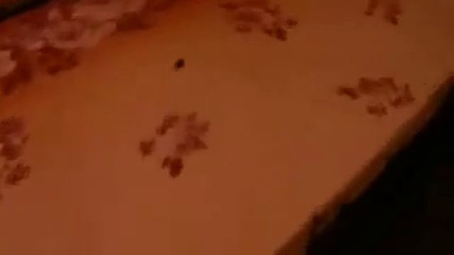 Журавский тренирует тараканов смотреть онлайн