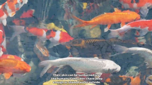 9 Fun & Interesting Facts About Koi Fish смотреть онлайн
