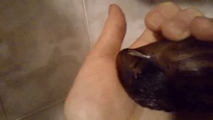 Улитки после долгой зимней спячки
