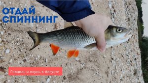 ЖЕРЕХ не клевал, но клюнул ГОЛАВЛЬ и ОКУНЬ. Рыбалка воблерами на Оке в пасмурную и ветренную погоду