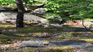 Енотовидная собака. Щенки енотовидной собаки. Дикая природа Урала. Дикие животные Урала Россия