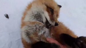 Забавные животные: тискают лисичку. Пушистая рыжая лиса играет