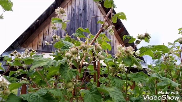 Спортмастер ВЕТРОВКА за 350 рублей / У родителей на даче / первые помидорки и перчик на подоконнике смотреть онлайн