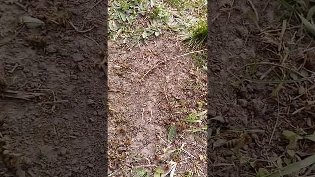 Потрава бджіл. 23 квітня 2020.Чернігівська обл. смотреть онлайн