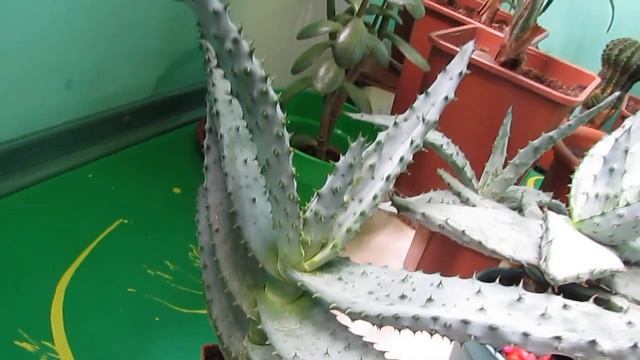 Алое ферокс/агава/оливка/пальмы/кактусы/Aloe Ferox/agave/olive/palms/cacti смотреть онлайн