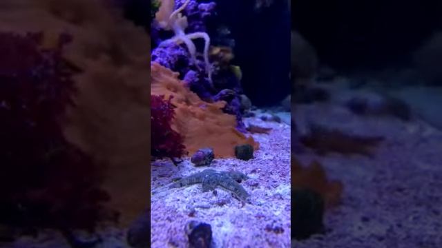 Time lapse linckia starfish2