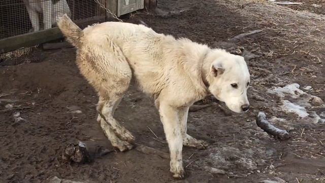 ПИТОМНИК КАВКАЗСКИХ ВОЛКАДАВОВ нашего БРАТА МАГОМЕНЮРА!!! смотреть онлайн