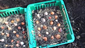 Посадка тюльпанов