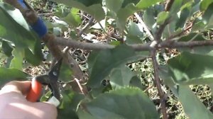 Ошибки при формировке яблони на карликовом подвое