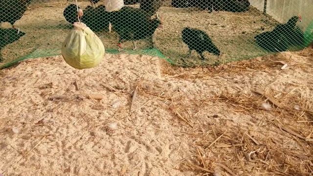 Содержание кур и цыплят в теплице зимой ч. 2 смотреть онлайн