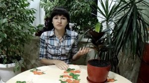 Кротон. Кодиеум.  Уход в домашних условиях.