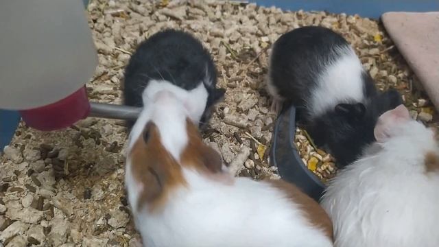 Морским свинкам 2 месяца. смотреть онлайн