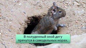 Дегу: Отбрасывает хвост как ящерица и не умеет потеть. Выживает лишь 2% их детей!
