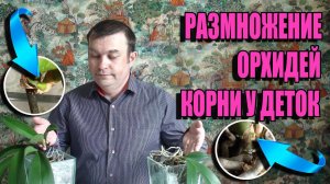 РАЗМНОЖЕНИЕ ОРХИДЕЙ ФАЛЕНОПСИС 2 СПОСОБА. ПОЯВЛЕНИЕ У ДЕТОК СОБСТВЕННЫХ КОРНЕЙ. ОРХИДЕИ ФАЛЕНОПСИС