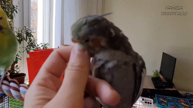😂 Подлиза волнистик рассказывает корелле, что тот хорошая птичка