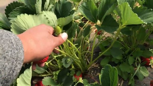 37/20Обзор сорта клубники Кабрилло. Проверка клубники на Brix%. смотреть онлайн
