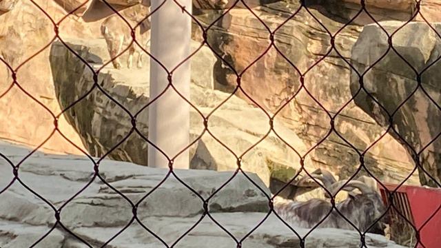 Columbus Zoo and Aquarium (Winter) смотреть онлайн