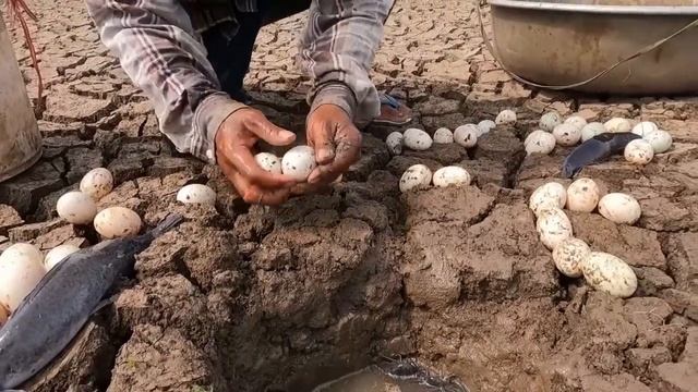 BEST HAND FISHING - pick a lots of eggs duck & catch catfish in hold underground by hand смотреть онлайн