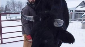 САМЫЕ БОЛЬШИЕ КОРОВЫ И БЫКИ В МИРЕ ? THE BIGGEST COWS AND BUULS AT THE WORLD !